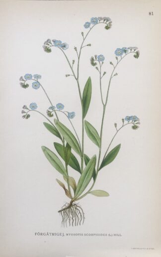 Botanisk plansch: ÄKTA FÖRGÄTMIGEJ, Myosotis scorpioides Nordens Flora 1922 nr. 81