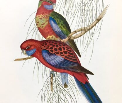 Plansch med exotisk fågel av John Gould Crimson Rosella BLÅKINDAD ROSELLA, Platycercus elegans