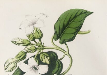 Botanisk plansch i original ur Flore des serres et des jardins de l’Europe: SCHUBERTIA AURICOMA