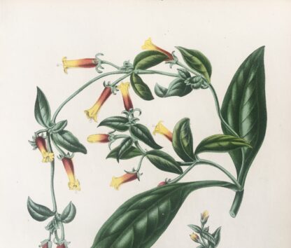 Botanisk plansch i original ur Flore des serres et des jardins de l’Europe: MANETTIA BICOLOR