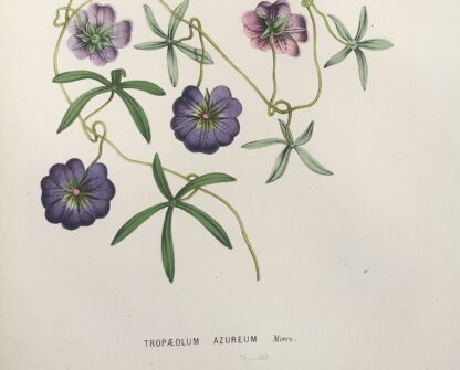 Botanisk plansch i original ur Flore des serres et des jardins de l’Europe: TROPAEOLUM AZUREUM