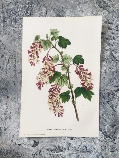Botanisk plansch i original ur Flore des serres et des jardins de l’Europe: RIBES GORDONIANUM
