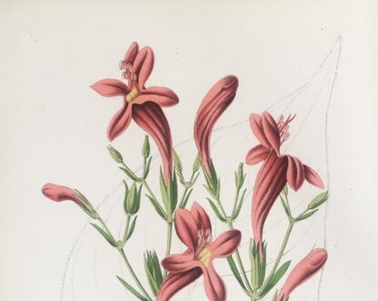 Botanisk plansch i original ur Flore des serres et des jardins de l’Europe: RUELLIA MACROPHYLLA