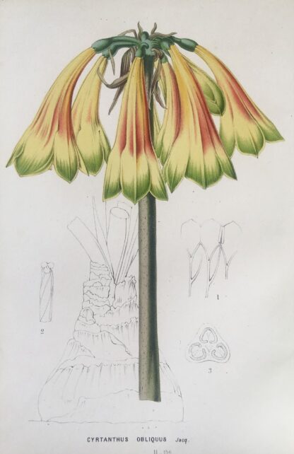 Botanisk plansch i original ur Flore des serres et des jardins de l’Europe: CYRTANTHUS OBLIQUUS