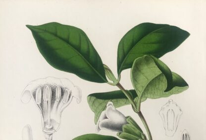 Botanisk plansch i original ur Flore des serres et des jardins de l’Europe: GARDENIA SHERBOURNIAE