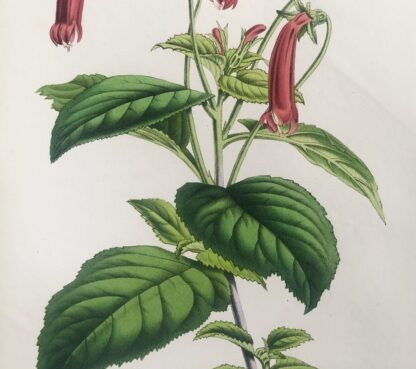 Botanisk plansch i original ur Flore des serres et des jardins de l’Europe: SIPHOCAMPYLUS COCCINEUS