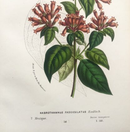Botanisk plansch i original ur Flore des serres et des jardins de l’Europe: HABROTHAMNUS FASCICULATUS