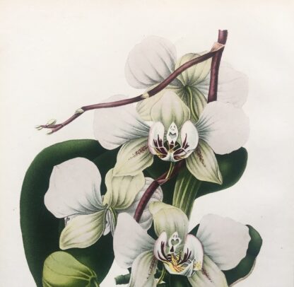 Botanisk plansch i original ur Flore des serres et des jardins de l’Europe: PHALAENOPSIS AMABILIS