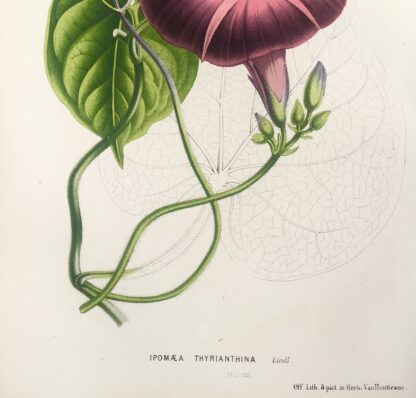 Botanisk plansch i original ur Flore des serres et des jardins de l’Europe: IPOMAEA THYRIANTHINA