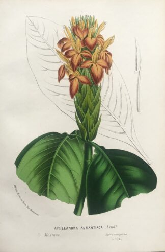 Botanisk plansch i original ur Flore des serres et des jardins de l’Europe: APHELANDRA AURANTIACA