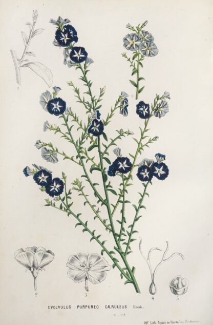 Botanisk plansch i original ur Flore des serres et des jardins de l’Europe: EVOLVULUS PURPUREO CAERULEUS