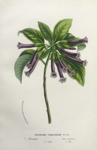 Botanisk plansch i original ur Flore des serres et des jardins de l’Europe: IOCHROMA TUBULOSUM