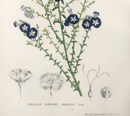 Botanisk plansch i original ur Flore des serres et des jardins de l’Europe: EVOLVULUS PURPUREO CAERULEUS