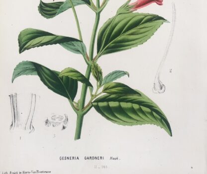 Botanisk plansch i original ur Flore des serres et des jardins de l’Europe: GESNERIA GARDNERI