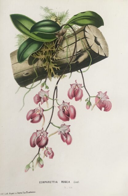 Botanisk plansch i original ur Flore des serres et des jardins de l’Europe: COMPARETTIA ROSEA