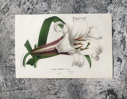 Botanisk plansch i original ur Flore des serres et des jardins de l’Europe: LILIUM BROWNI