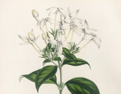 Botanisk plansch i original ur Flore des serres et des jardins de l’Europe: BOUVARDIA LONGIFLORA