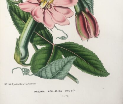 Botanisk plansch i original ur Flore des serres et des jardins de l’Europe: TACSONIA MOLLISSIMA