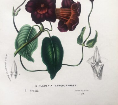 Botanisk plansch i original ur Flore des serres et des jardins de l’Europe: DIPLADENIA ATROPURPUREA