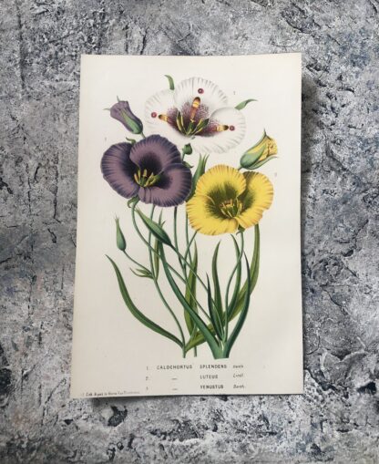 Botanisk plansch i original ur Flore des serres et des jardins de l’Europe: CALOCHORTUS SPLENDENS, C. LUTEUS, C. VENUSTUS