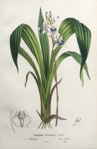 Botanisk plansch i original ur Flore des serres et des jardins de l’Europe: WARREA CYANEA