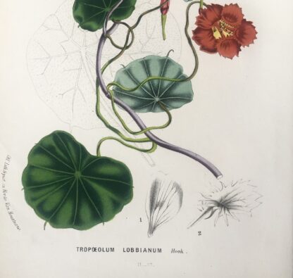 Botanisk plansch i original ur Flore des serres et des jardins de l’Europe: TROPOEOLUM LOBBIANUM