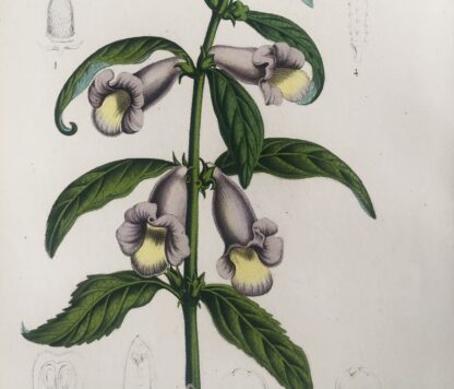 Botanisk plansch i original ur Flore des serres et des jardins de l’Europe: ANTHADENIA SESAMOIDES