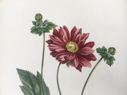 Botanisk plansch i original ur Flore des serres et des jardins de l’Europe: ANEMONE JAPONICA