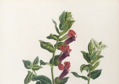 Botanisk plansch i original ur Flore des serres et des jardins de l’Europe: CUPHAEA MINIATA