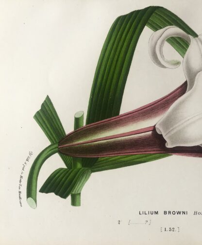 Botanisk plansch i original ur Flore des serres et des jardins de l’Europe: LILIUM BROWNI