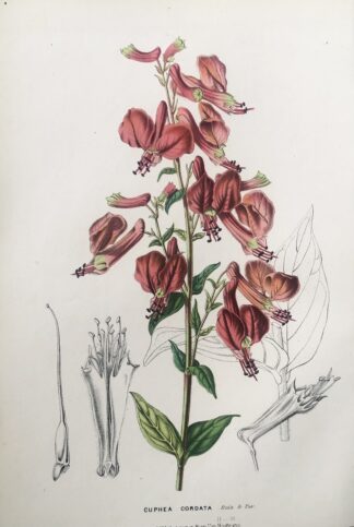 Botanisk plansch i original ur Flore des serres et des jardins de l’Europe: CUPHEA CORDATA