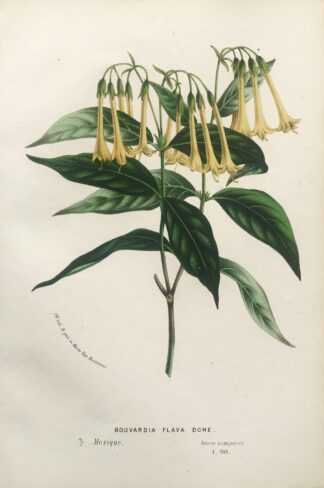 Botanisk plansch i original ur Flore des serres et des jardins de l’Europe: BOUVARDIA FLAVA