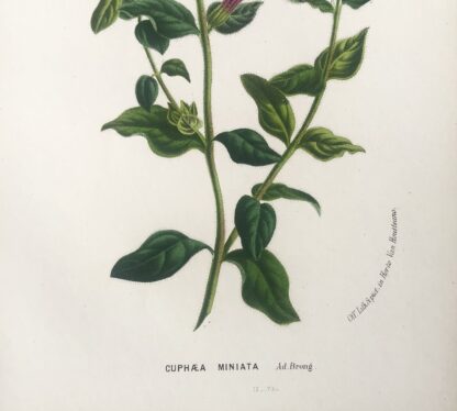 Botanisk plansch i original ur Flore des serres et des jardins de l’Europe: CUPHAEA MINIATA