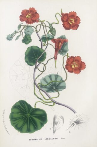 Botanisk plansch i original ur Flore des serres et des jardins de l’Europe: TROPOEOLUM LOBBIANUM