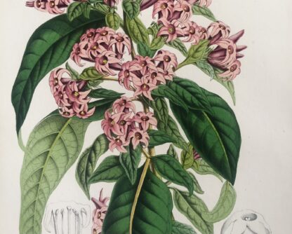 Botanisk plansch i original ur Flore des serres et des jardins de l’Europe: HABROTHAMNUS CORYMBOSUS