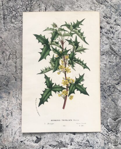 Botanisk plansch i original ur Flore des serres et des jardins de l’Europe: BERBERIS TRIFOLIATA