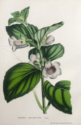 Botanisk plansch i original ur Flore des serres et des jardins de l’Europe: GLOXINIA PALLIDIFLORUM