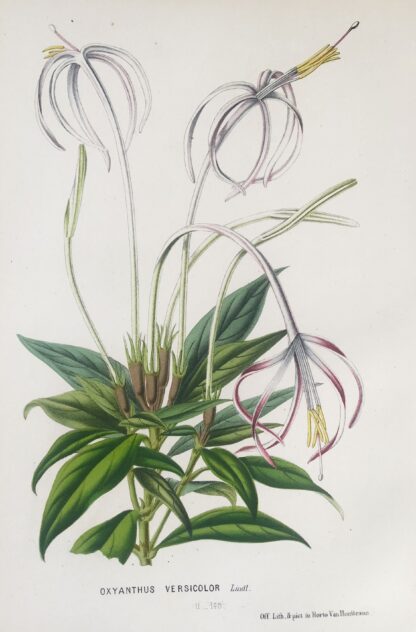 Botanisk plansch i original ur Flore des serres et des jardins de l’Europe: OXYANTHUS VERSICOLOR