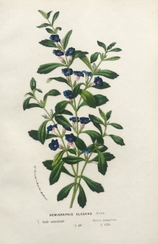 Botanisk plansch i original ur Flore des serres et des jardins de l’Europe: HEMIGRAPHIS ELEGANS