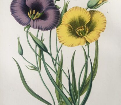 Botanisk plansch i original ur Flore des serres et des jardins de l’Europe: CALOCHORTUS SPLENDENS, C. LUTEUS, C. VENUSTUS