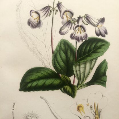 Botanisk plansch i original ur Flore des serres et des jardins de l’Europe: CHIRITA SINENSIS