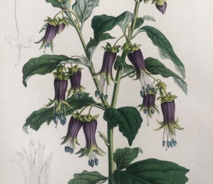 Botanisk plansch i original ur Flore des serres et des jardins de l’Europe: HEBECLADUS BIFLORUS
