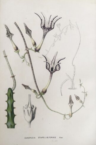 Botanisk plansch i original ur Flore des serres et des jardins de l’Europe: CEROPEGIA STAPELIAEFORMIS