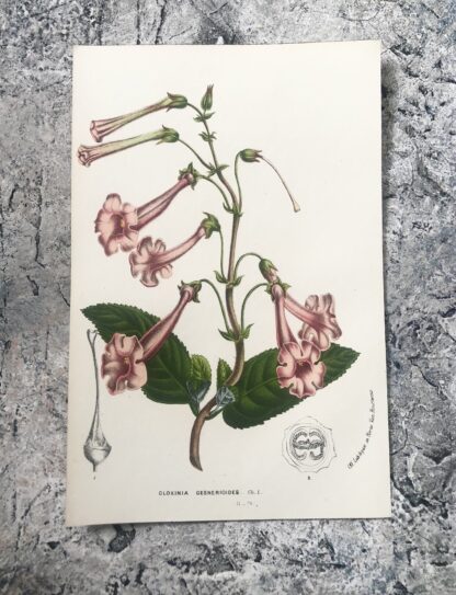 Botanisk plansch i original ur Flore des serres et des jardins de l’Europe: GLOXINIA GESNERIOIDES
