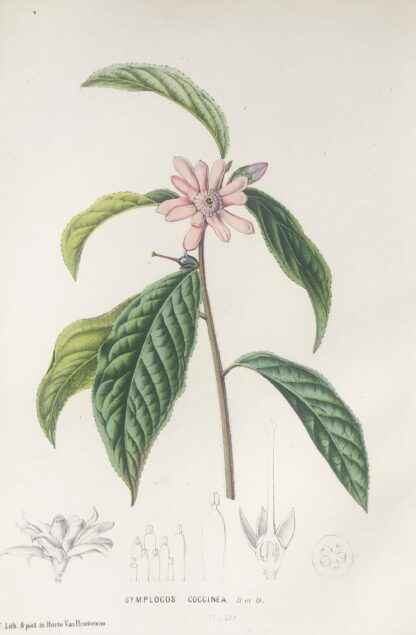 Botanisk plansch i original ur Flore des serres et des jardins de l’Europe: SYMPLOCOS COCCINEA