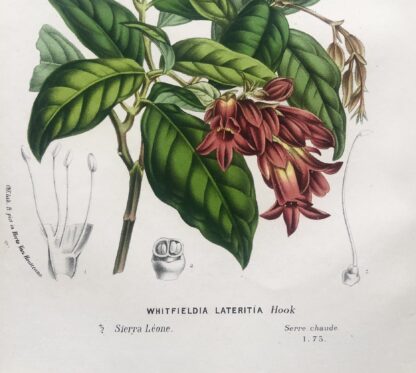 Botanisk plansch i original ur Flore des serres et des jardins de l’Europe: WHITFIELDIA LATERITIA
