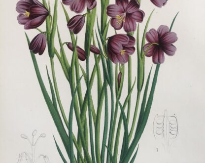 Botanisk plansch i original ur Flore des serres et des jardins de l’Europe: SISYRINCHIUM GRANDIFLORUM