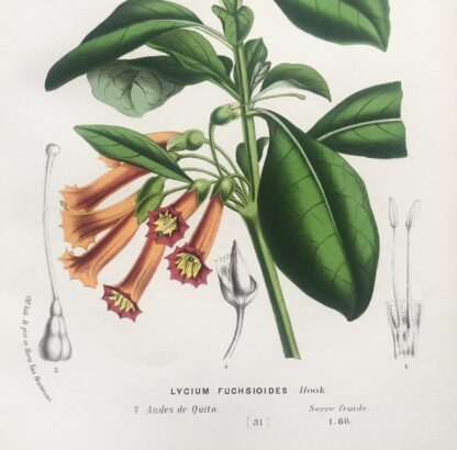 Botanisk plansch i original ur Flore des serres et des jardins de l’Europe: LYCIUM FUCHSIOIDES