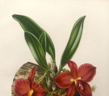 Botanisk plansch i original ur Flore des serres et des jardins de l’Europe: SOPHRONITIS GRANDIFLORA