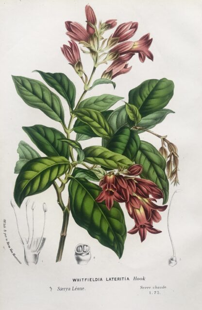Botanisk plansch i original ur Flore des serres et des jardins de l’Europe: WHITFIELDIA LATERITIA